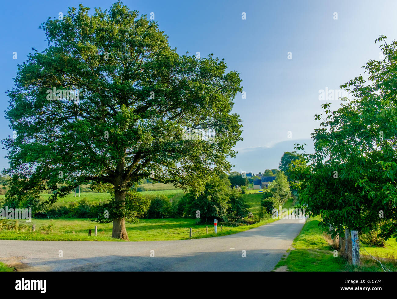 Eiche Baum, der an einer Kreuzung in der Mayenne Landschaft im Sommer, Frankreich Stockfoto