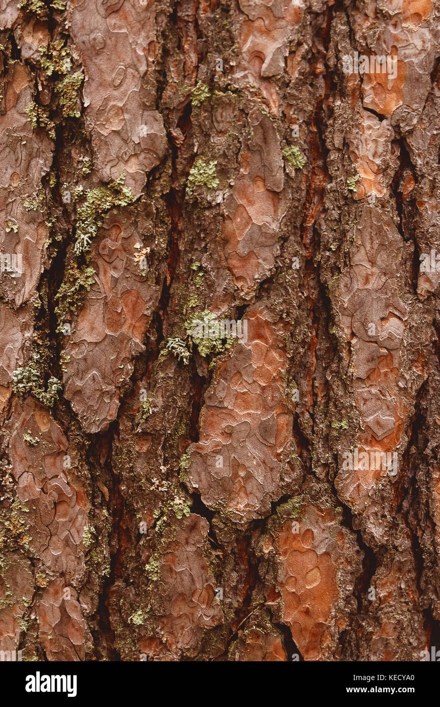 Altes holz Rinde Textur oder Hintergrund. Red Pine Tree Stockfoto