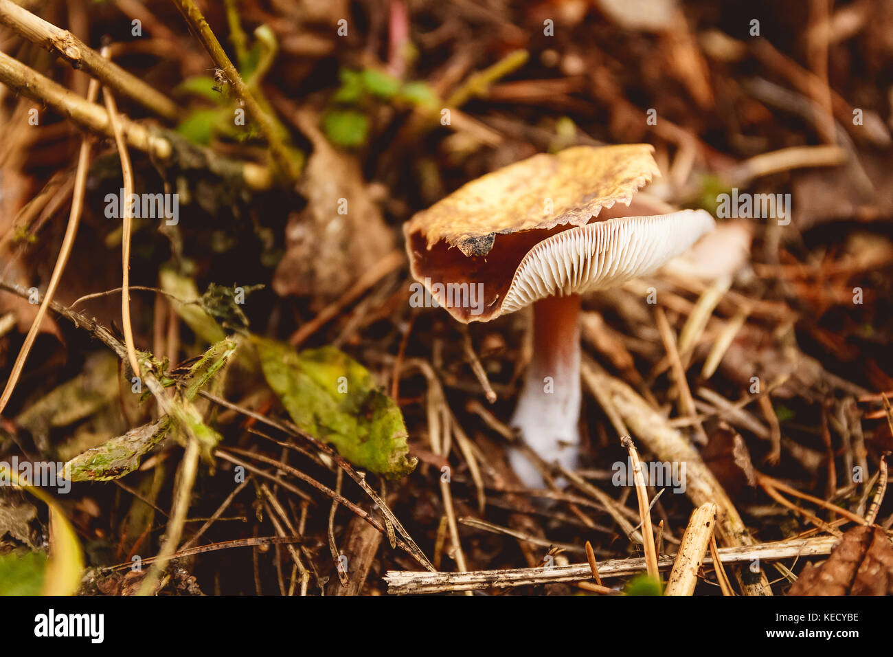 Pilze in einer Lichtung in einem Herbst Pilze Wald. Stockfoto