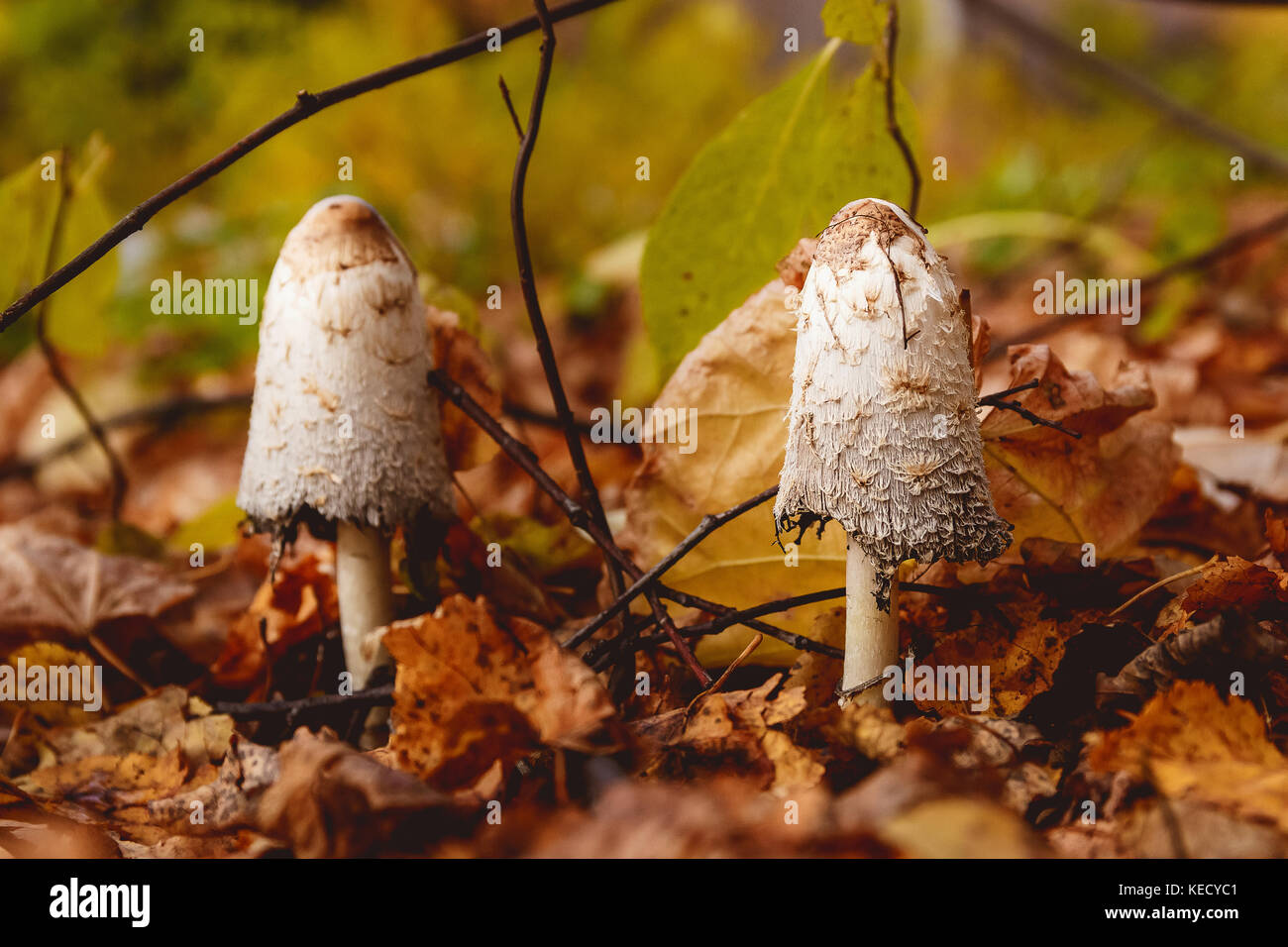 Pilze in einer Lichtung in einem Herbst Pilze Wald. Stockfoto