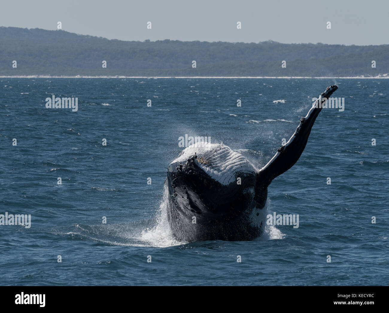 Buckelwale (Megaptera novaeangliae) Verletzung in Hervey Bay, Queensland, die Whale Watching Hauptstadt von Australien. Stockfoto