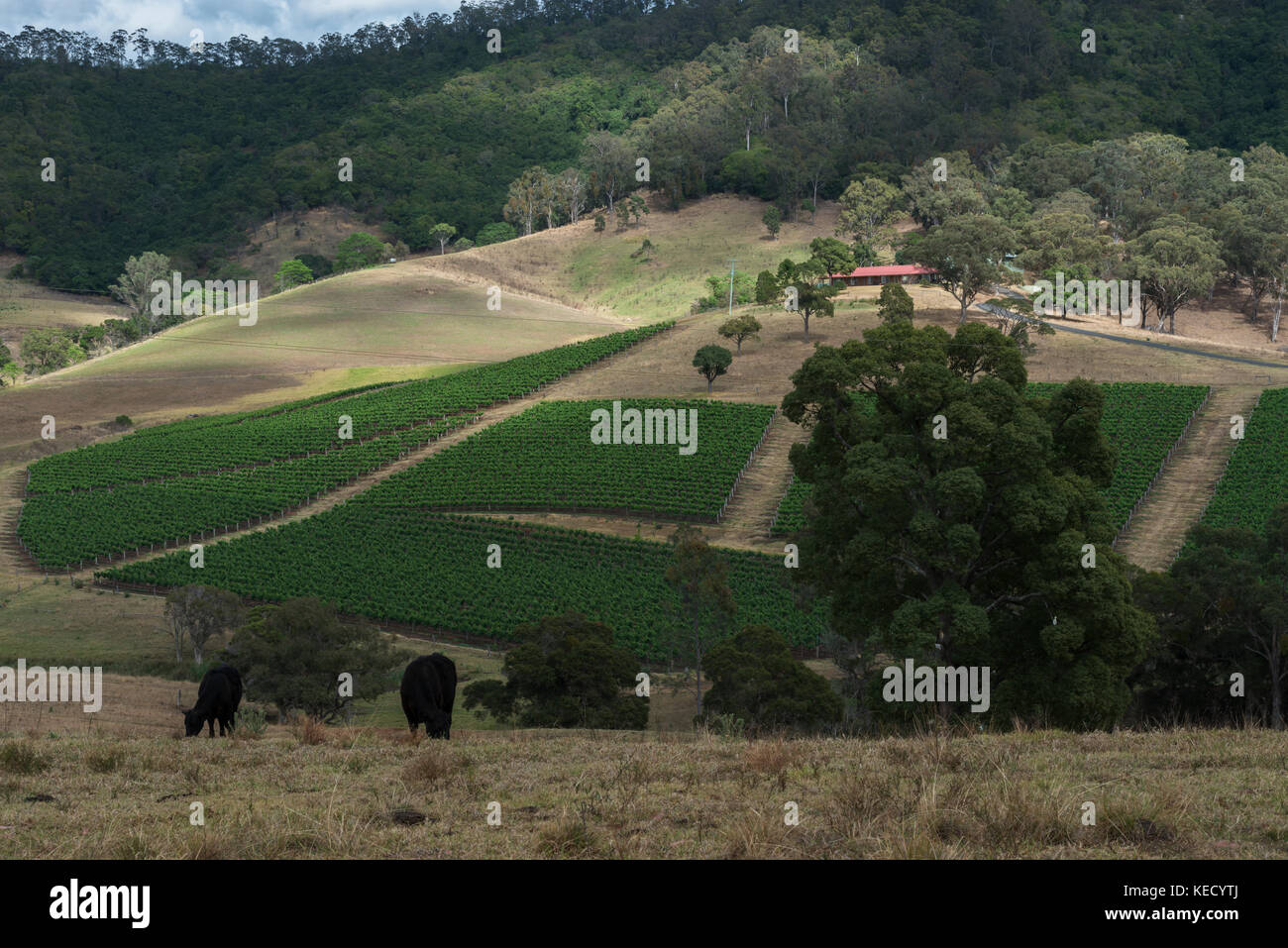 Landschaft 16. OKTOBER ,2017 HUNTER VALLEY, AUSTRALIEN. Ein bearbeiteter Weinberg zu Beginn einer neuen Anbausaison in New South Wales, Australien Stockfoto
