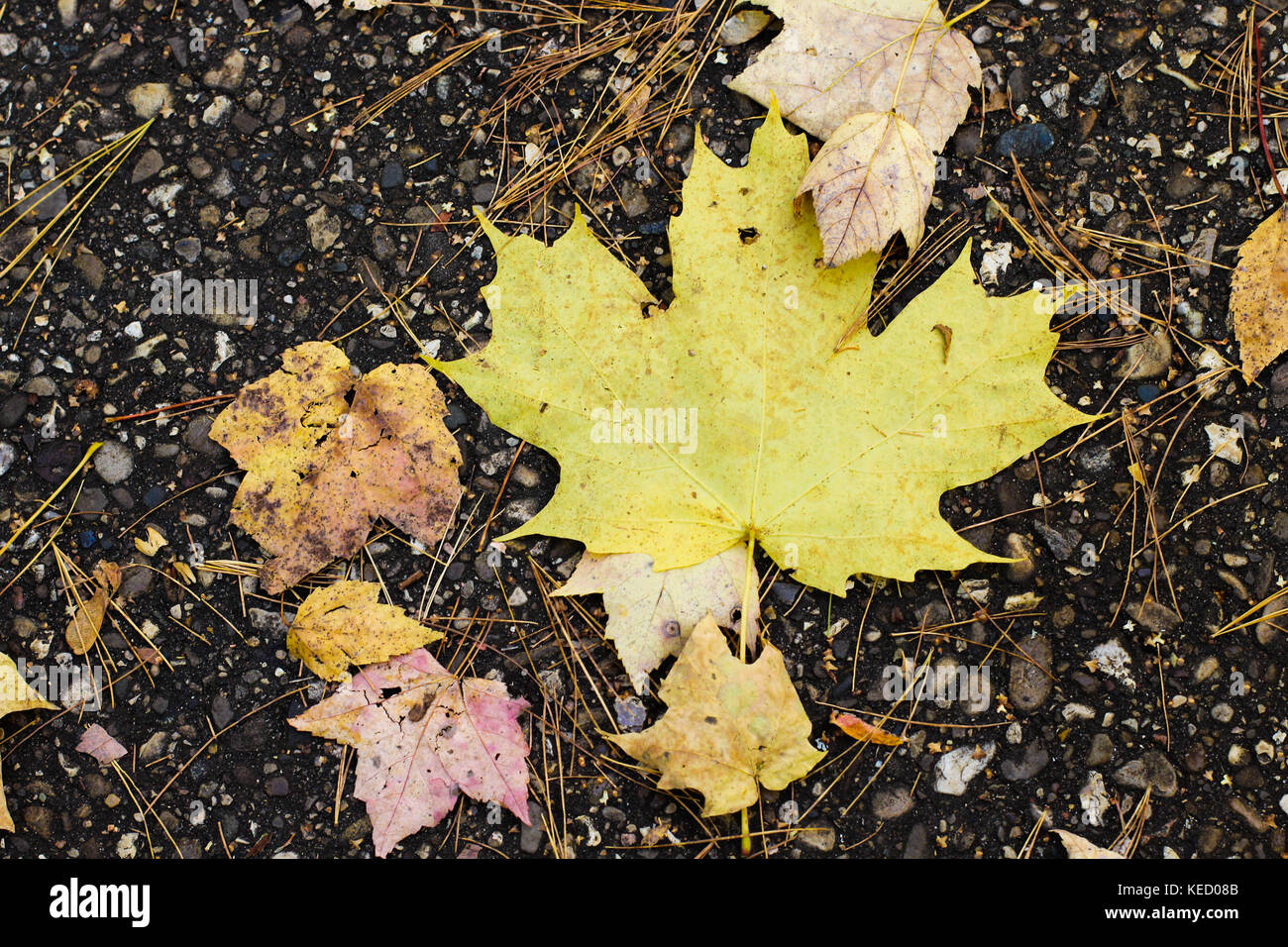Blätter auf dem Boden im nördlichen Michigan Stockfoto