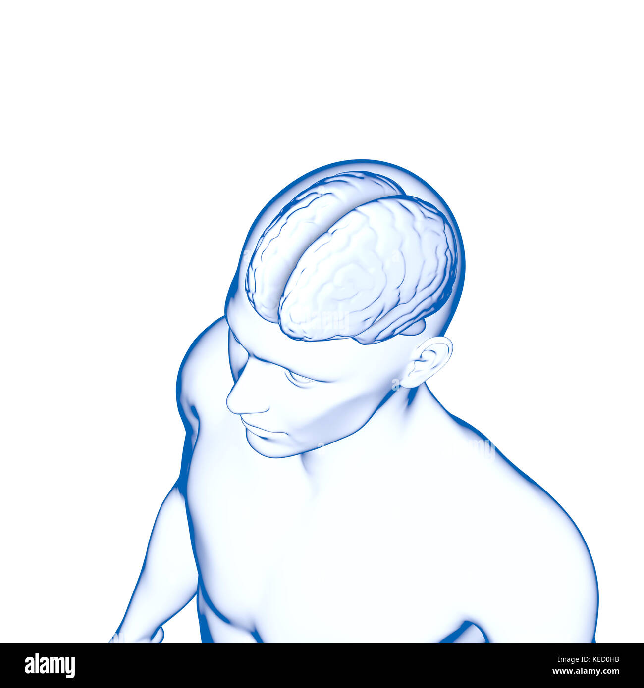 Menschliche Gehirn, Anatomie, Kopf Stockfoto