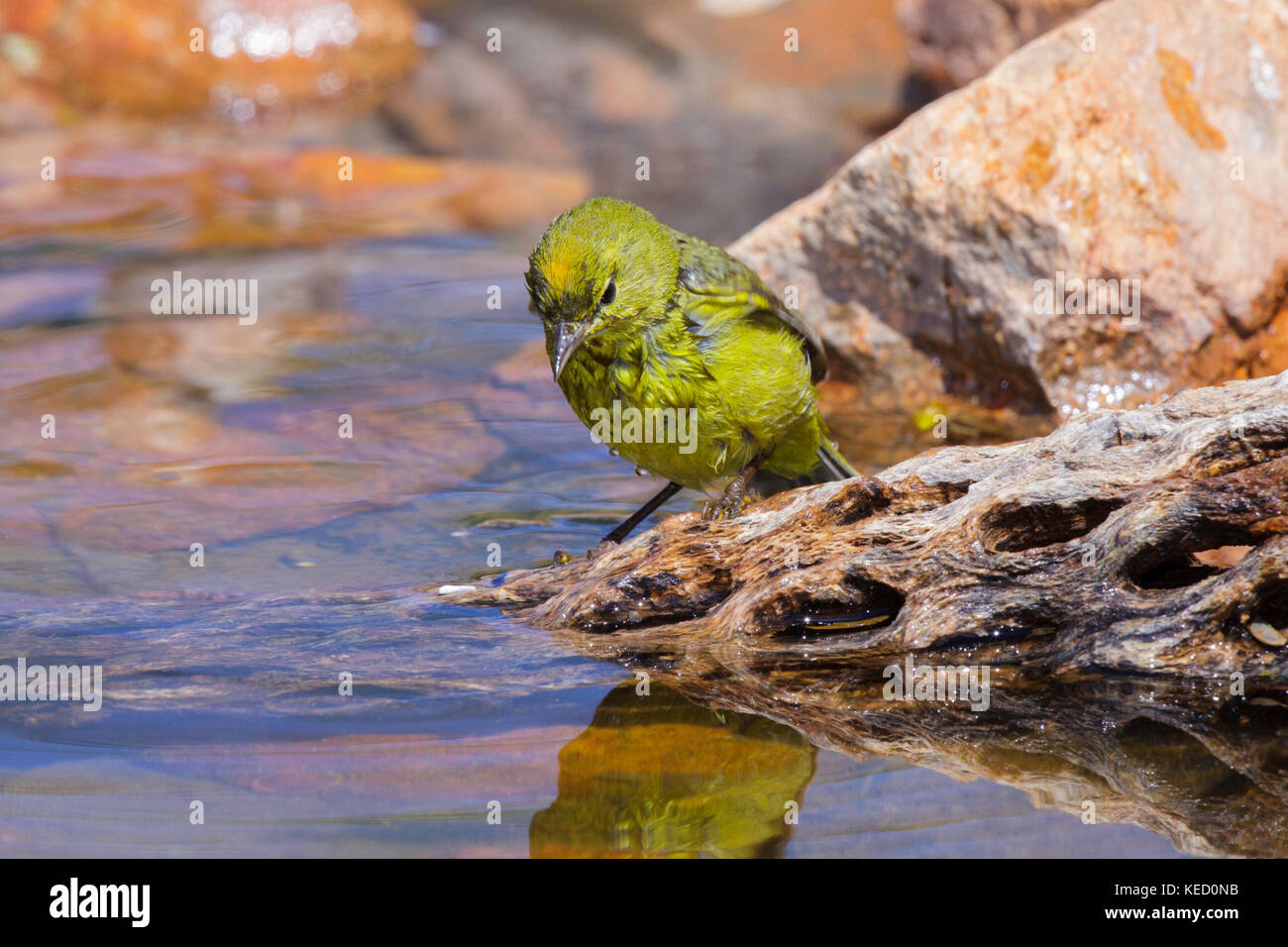 Orange - gekrönte Warbler vermivora celata Amado, Santa Cruz County, Kansas, United States 16 April 2011 Erwachsenen zeigen orange Krone Patch. Stockfoto