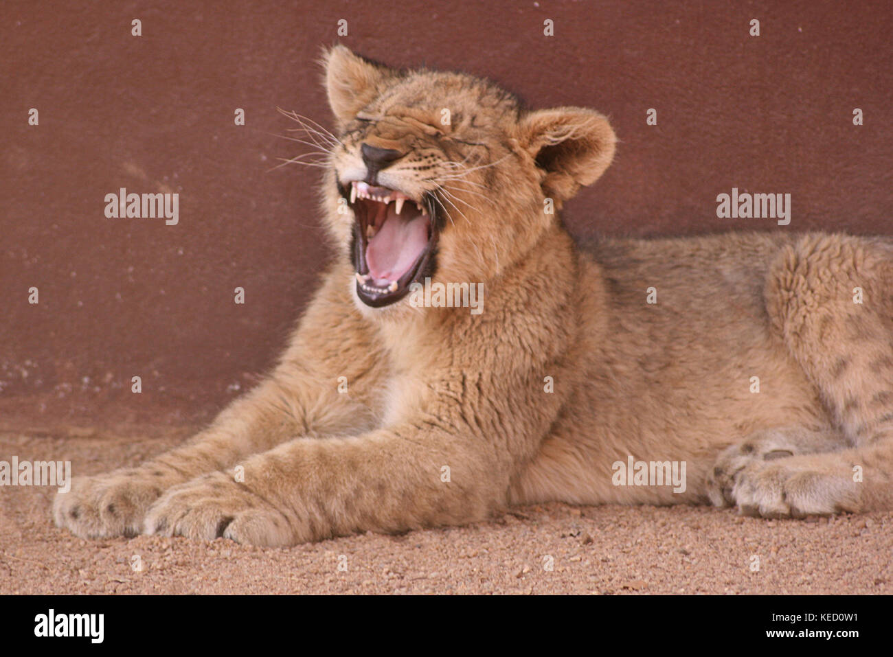 Lion Cub brüllen in der Limpopo Provinz, Südafrika Stockfoto