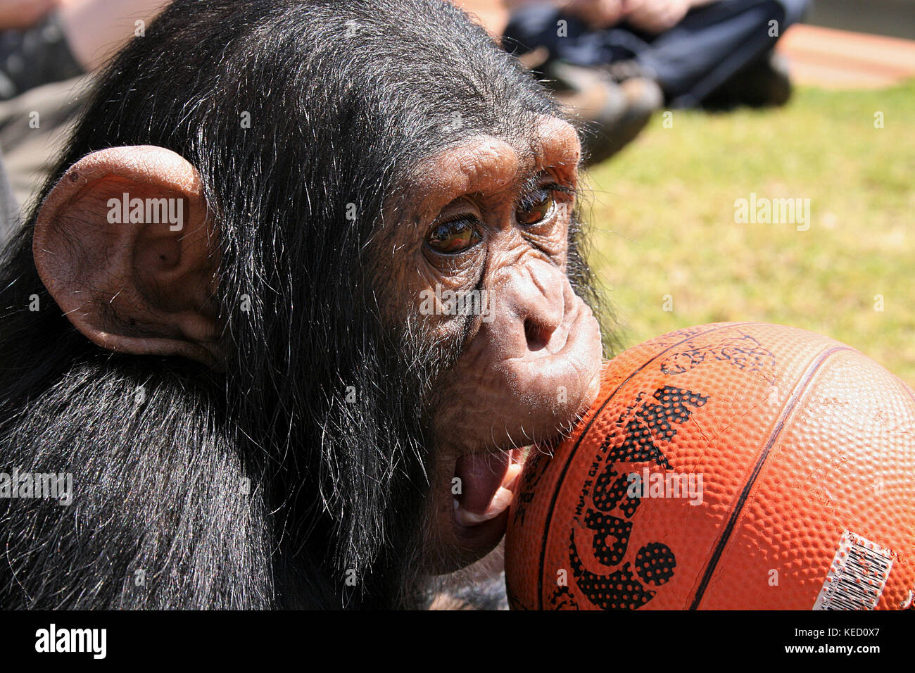 Captive Schimpansen spielen mit einem Basketball in einem  Rehabilitationszentrum in der Limpopo Provinz, Südafrika Stockfotografie -  Alamy