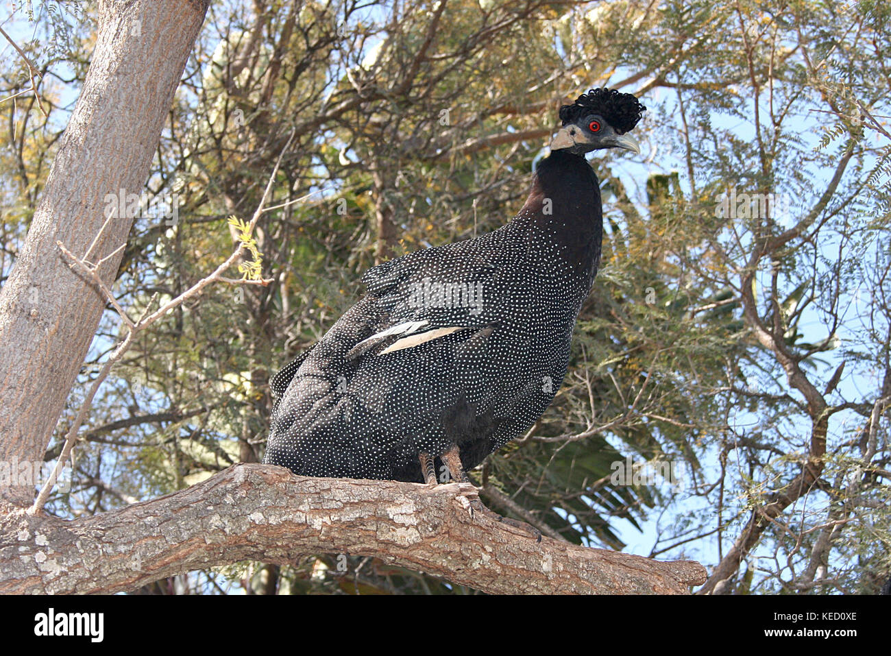 Crested Guineafowl hocken in einem Baum in der Limpopo Provinz, Südafrika Stockfoto