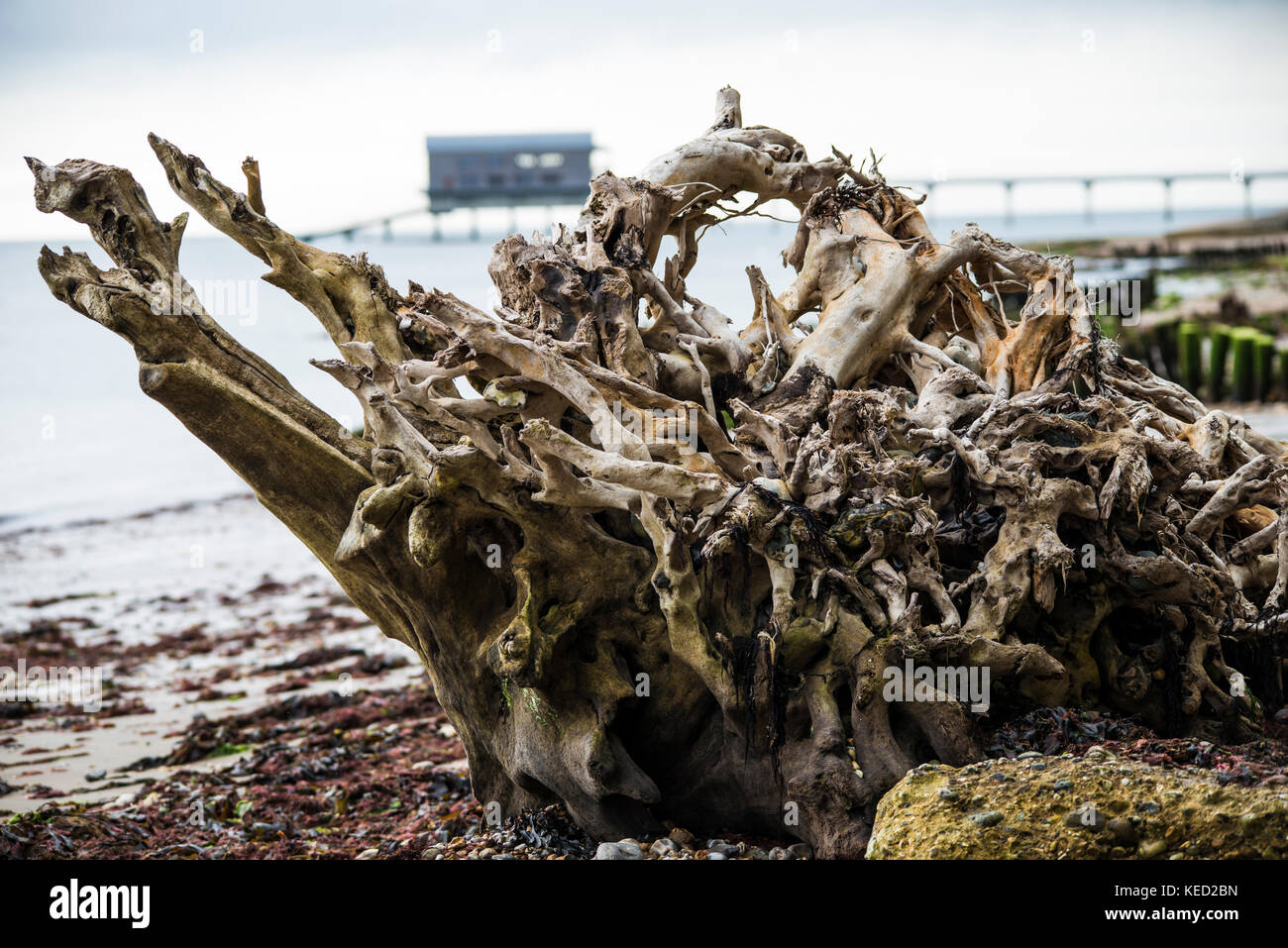 Meeresspiegelanstieg - Baumkollaps. Wenn der durchschnittliche Meeresspiegel steigt - vielleicht aufgrund der globalen Erwärmung -, fallen Bäume, die einst an Land waren, ins Meer. Stockfoto