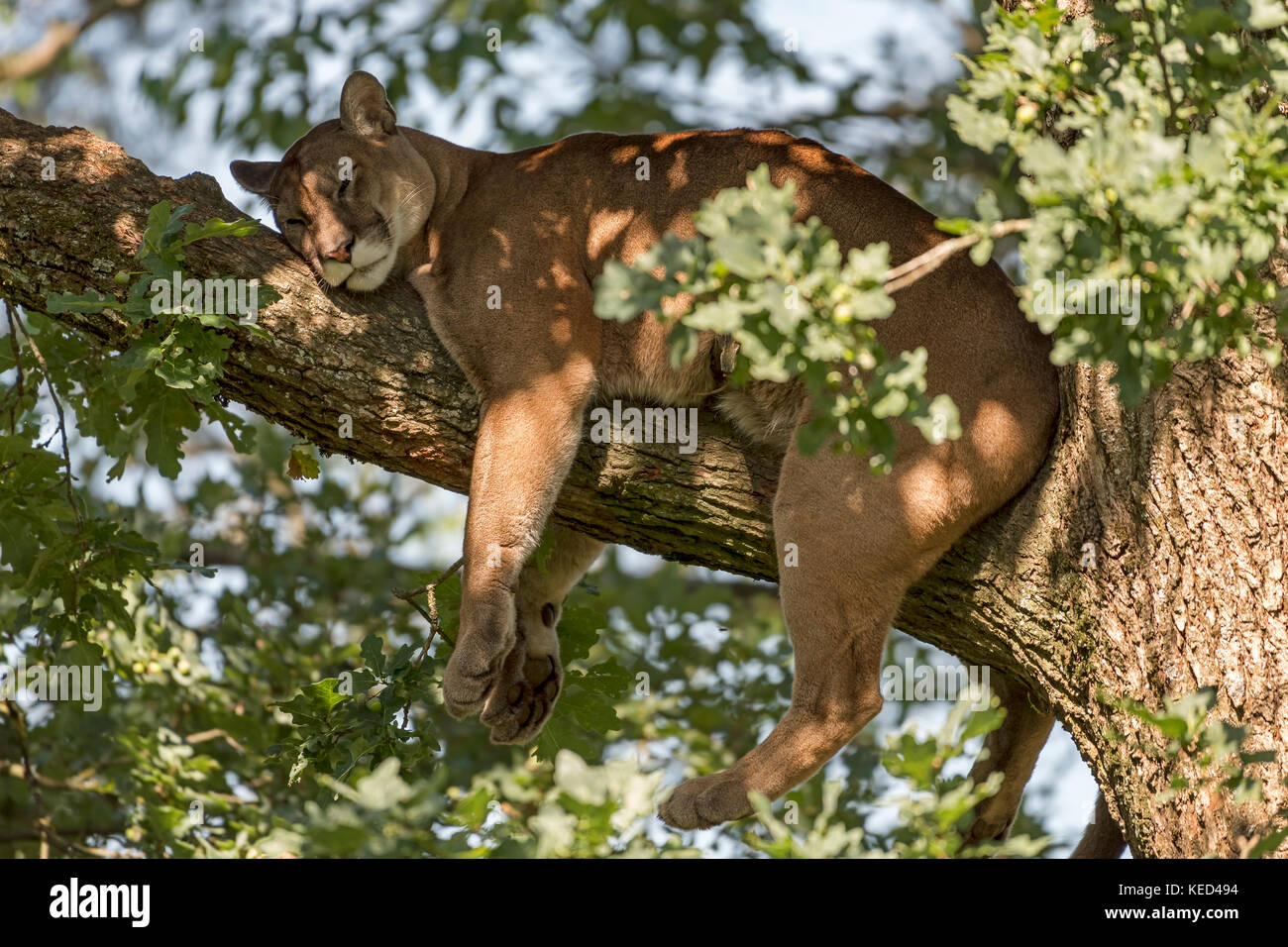 Cougar (Puma concolor), Erwachsener, ruht in dem Baum, Captive, vorkommen  Nordamerika Stockfotografie - Alamy