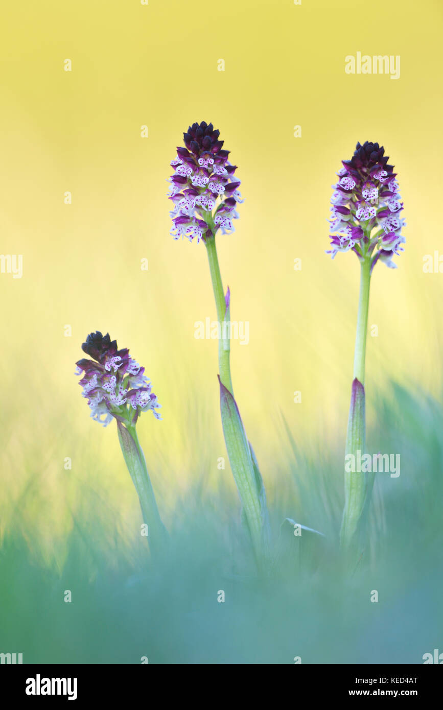 Gebrannt - Tipp orchid (neotinea ustulata), Thüringen, Deutschland Stockfoto