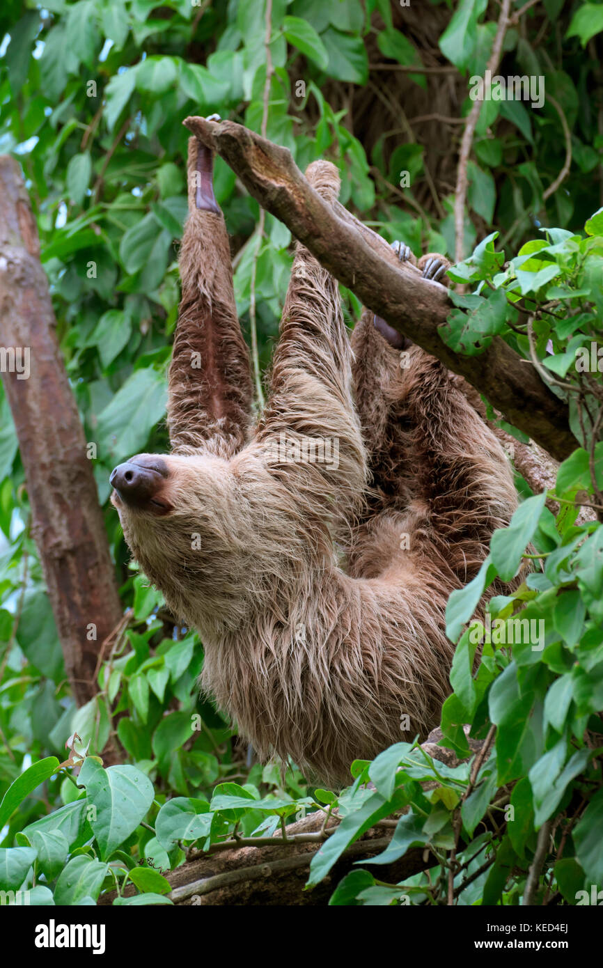 Linnaeus zwei-toed Sloth (Choloepus didactylus), Captive, Vorkommen in Nord- und Südamerika Stockfoto