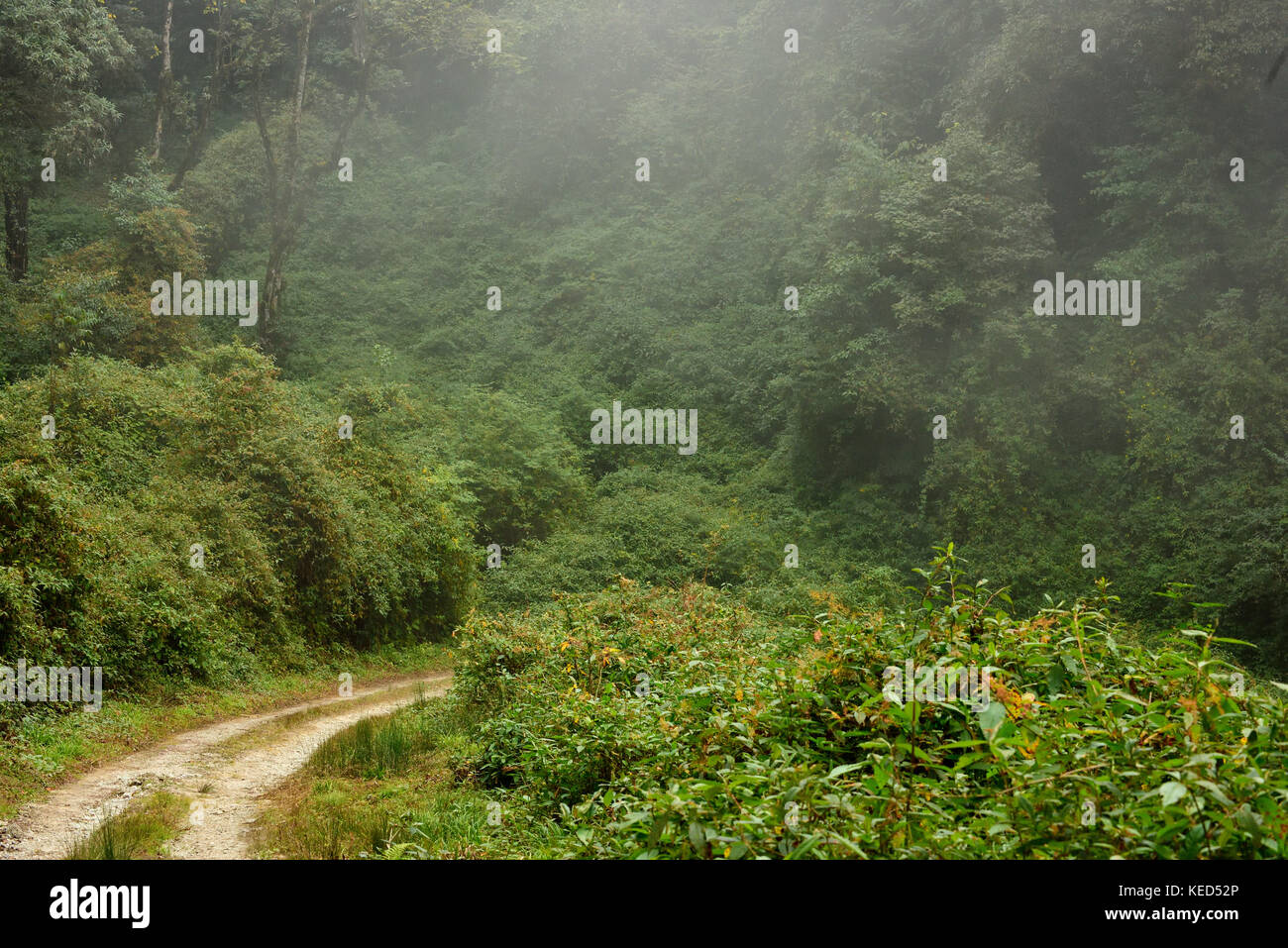 Cloud Forest von eaglenest Wildlife Sanctuary, Arunachal Pradesh, Indien Stockfoto
