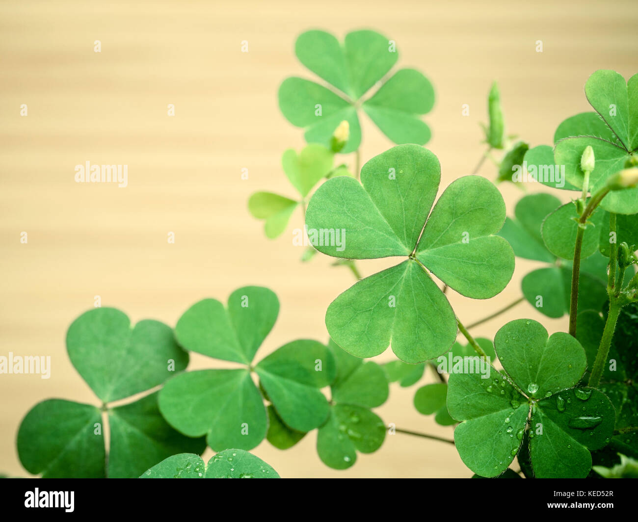 Nahaufnahme Klee Blätter für Hintergrund. Die symbolische von Clover der Erste ist für den Glauben, die zweite ist für die Hoffnung, die Dritte wird für Liebe Klee und shamro Stockfoto