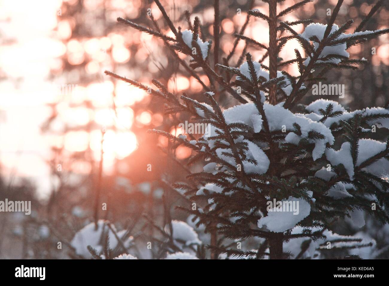 Sonne hinter einer Kiefer im Winter Landschaft Stockfoto