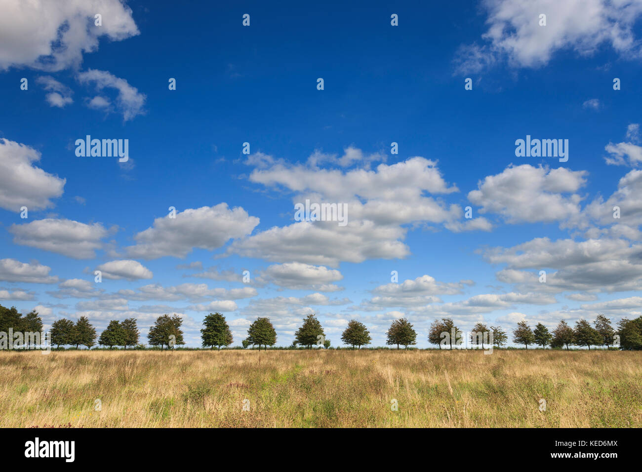 Eine Linie der Bäume am Horizont. Stockfoto