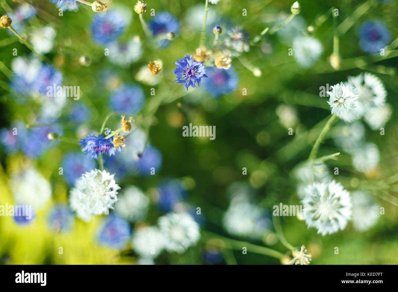 Chicorée Blume im Garten Stockfoto