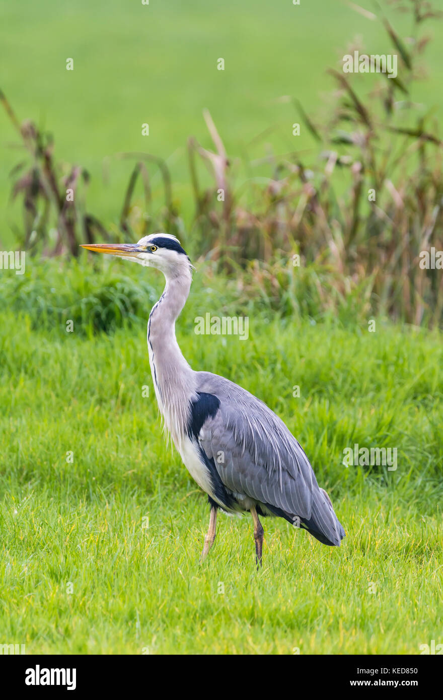 Ardea cinerea (Graureiher), Erwachsener, ein räuberischer waten Vogel in einem Feld im Herbst, in West Sussex, England, UK, im Hochformat angezeigt. Stockfoto