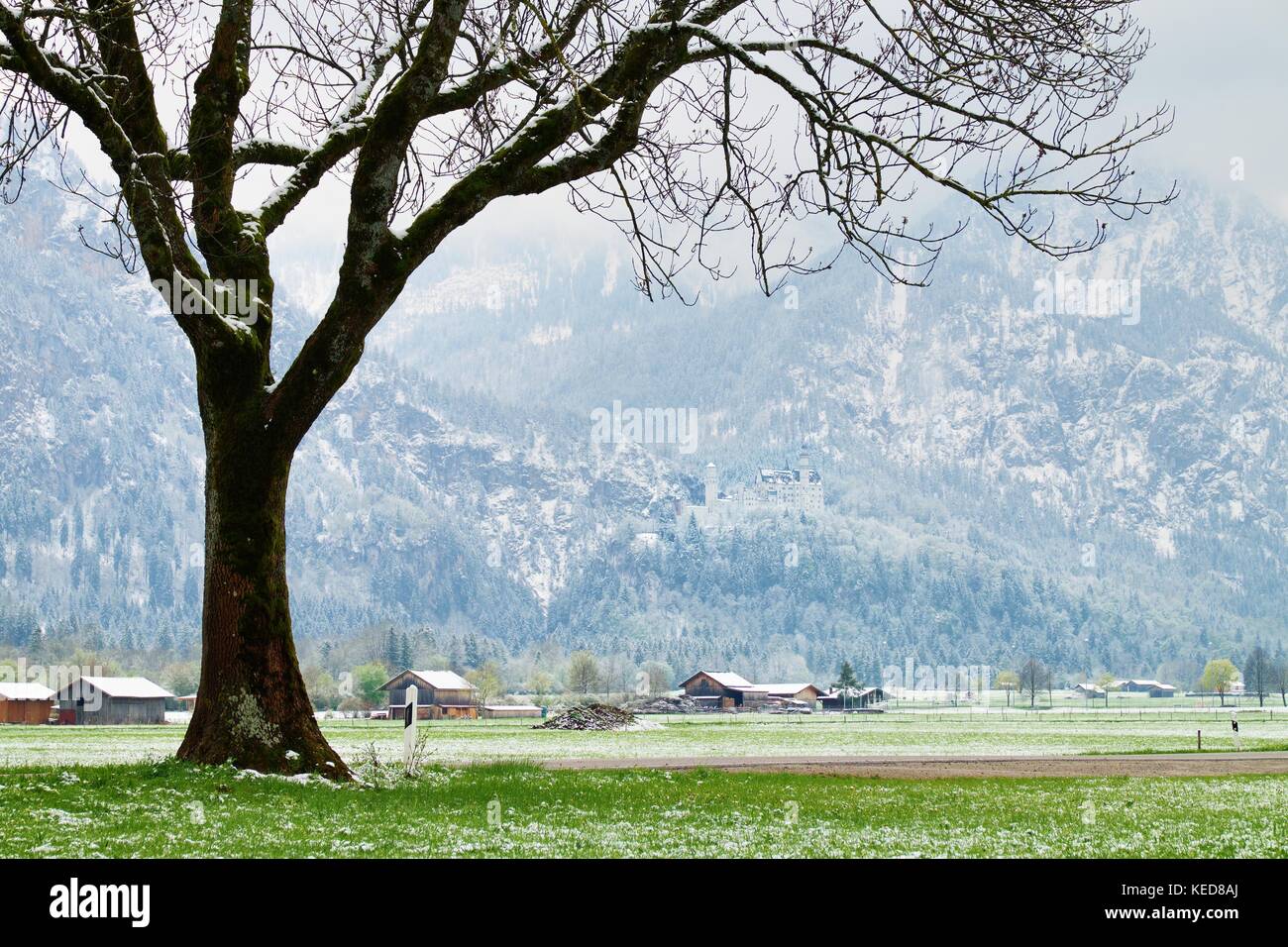 Baum im verschneiten Wiesen, april Wetter kalt und feucht, Misty und fogy Tag in Bergen. dunklen Spitzen in schweren misty Wolken. Stockfoto