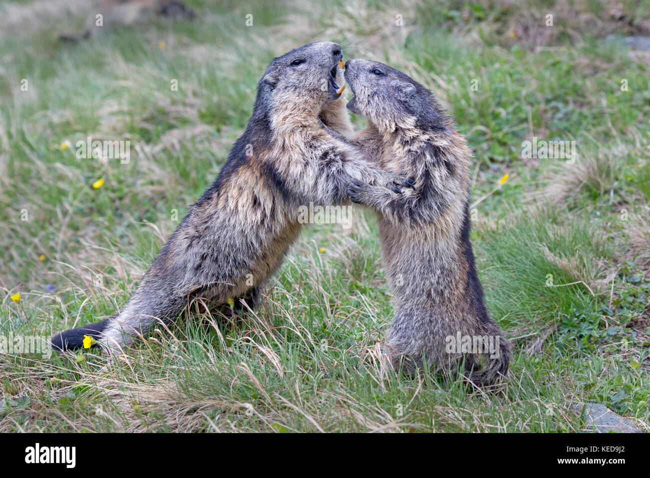 Alpine Murmeltier (Marmota marmota), Großglockner, Hohe Tauern, Kärnten, Österreich, Europa Stockfoto