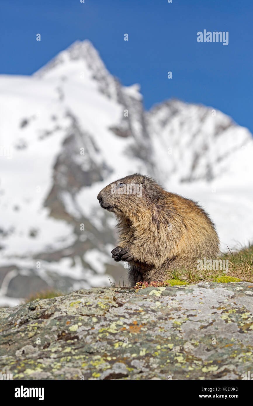 Alpine Murmeltier (Marmota marmota), Großglockner, Hohe Tauern, Kärnten, Österreich, Europa Stockfoto