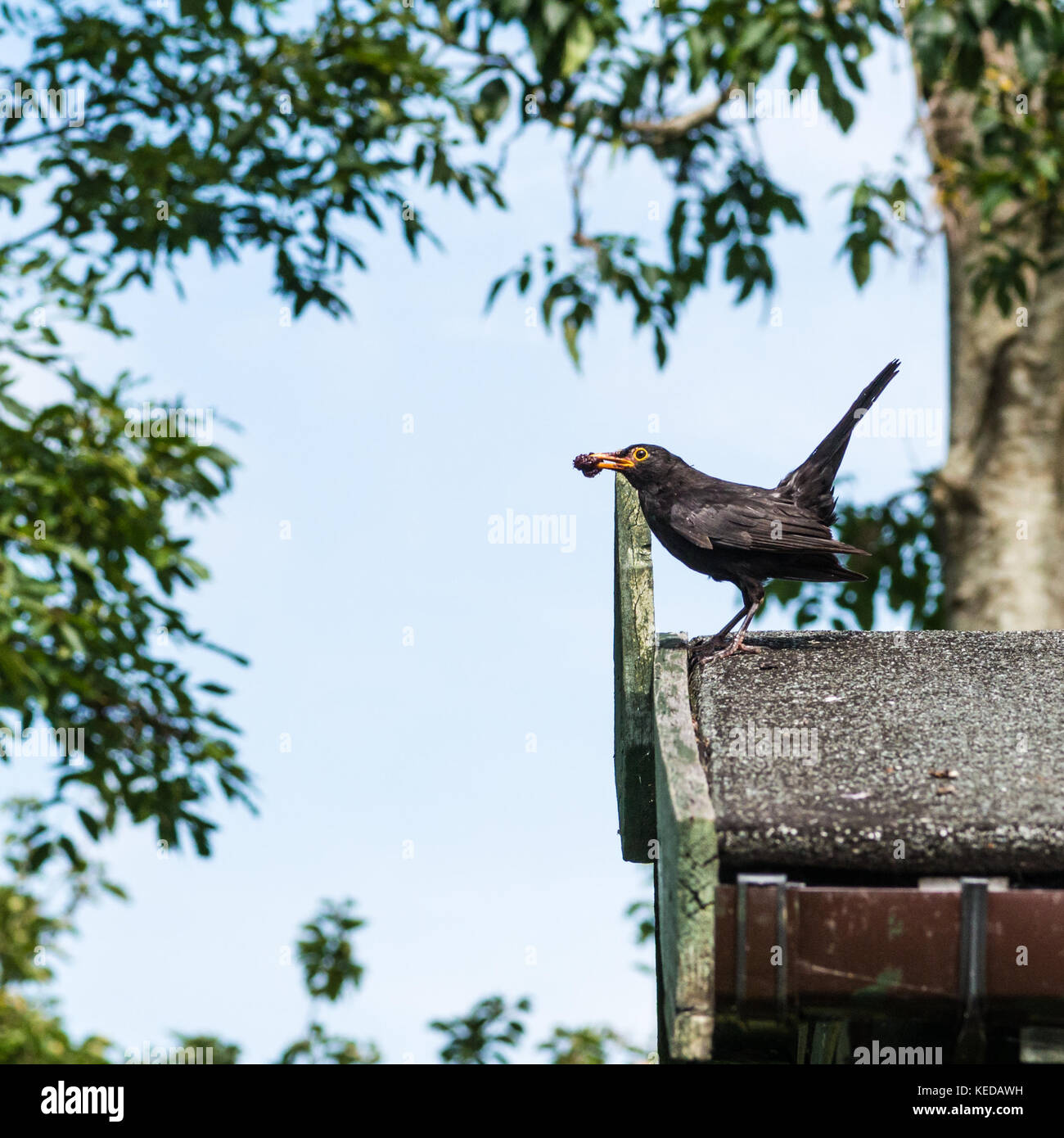 Eine Warnung blackbird sammelt Lebensmittel für die Familie. Stockfoto