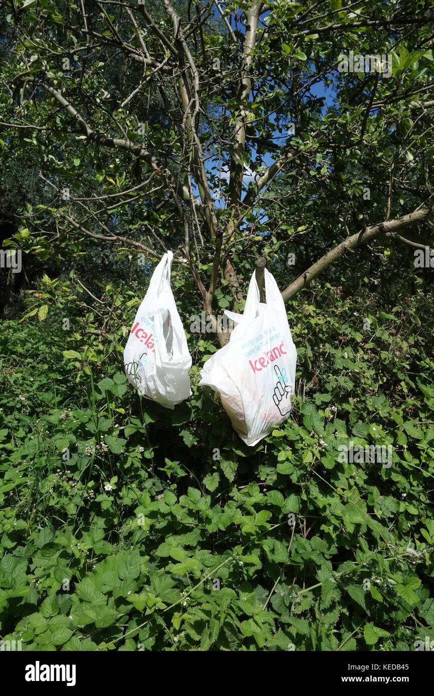 Plastiktüten hängen von den Bäumen, Whetmead Nature Reserve, Witham, Essex, Großbritannien Stockfoto