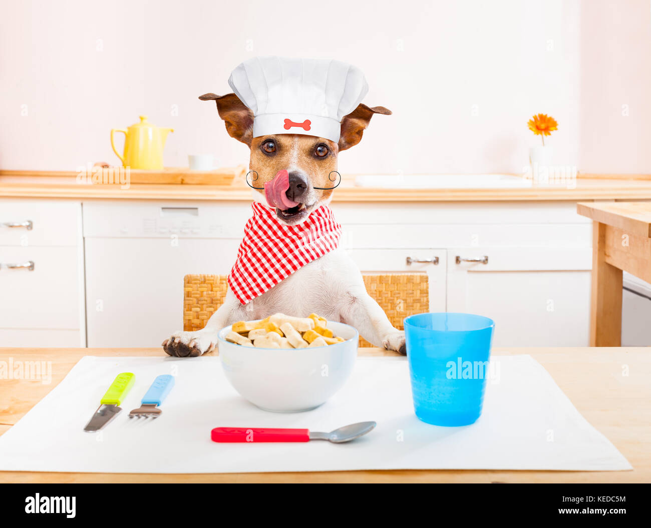 Lustig hungrig Jack Russell Hund in der Küche kochen oder Essen am