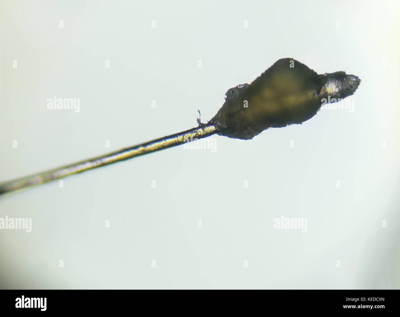 Menschliches Haar Mikrofotografie, Haare durch Mikroskop gesehen, Anzeigen capilar Lampe und Haar, 40-facher Vergrößerung Stockfoto