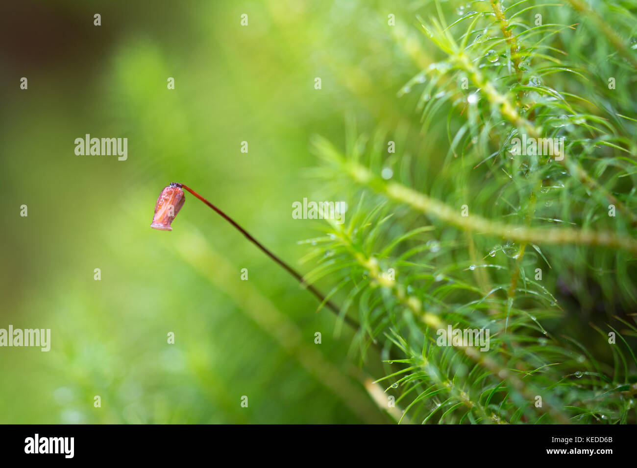 Kapsel (seed Pod) der Common haircap Moss (Polytrichum commune), auch als große goldene maidenhair, Surrey, Großbritannien Stockfoto