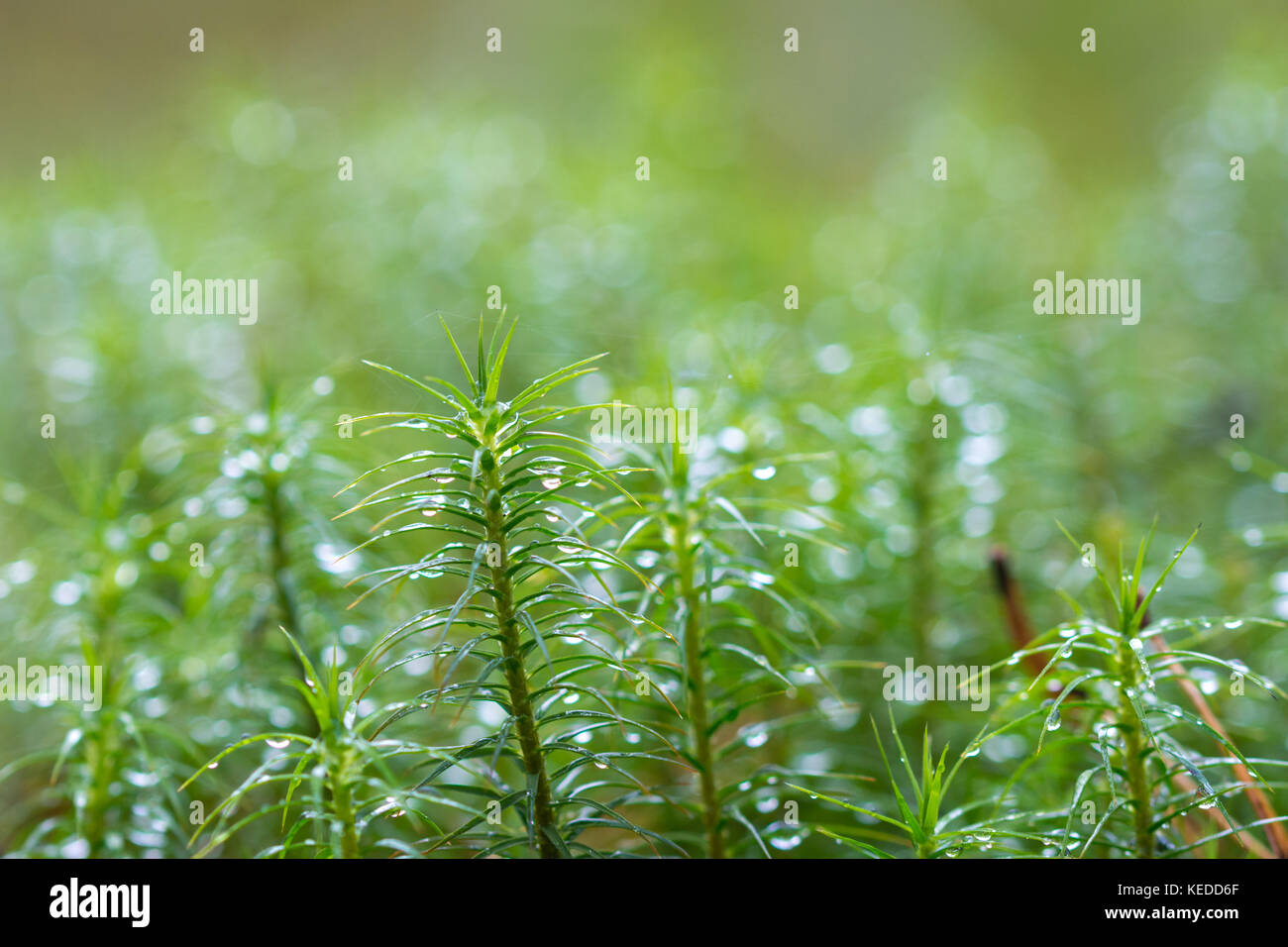 Common haircap Moss (Polytrichum commune), auch große goldene maidenhair, Surrey, Großbritannien Stockfoto