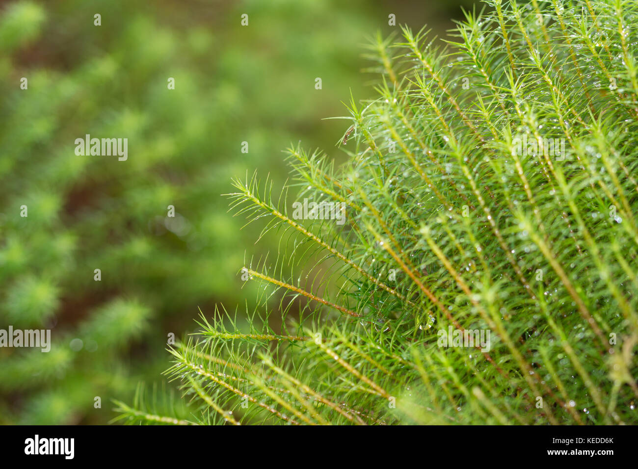Common haircap Moss (Polytrichum commune), auch große goldene maidenhair, Surrey, Großbritannien Stockfoto