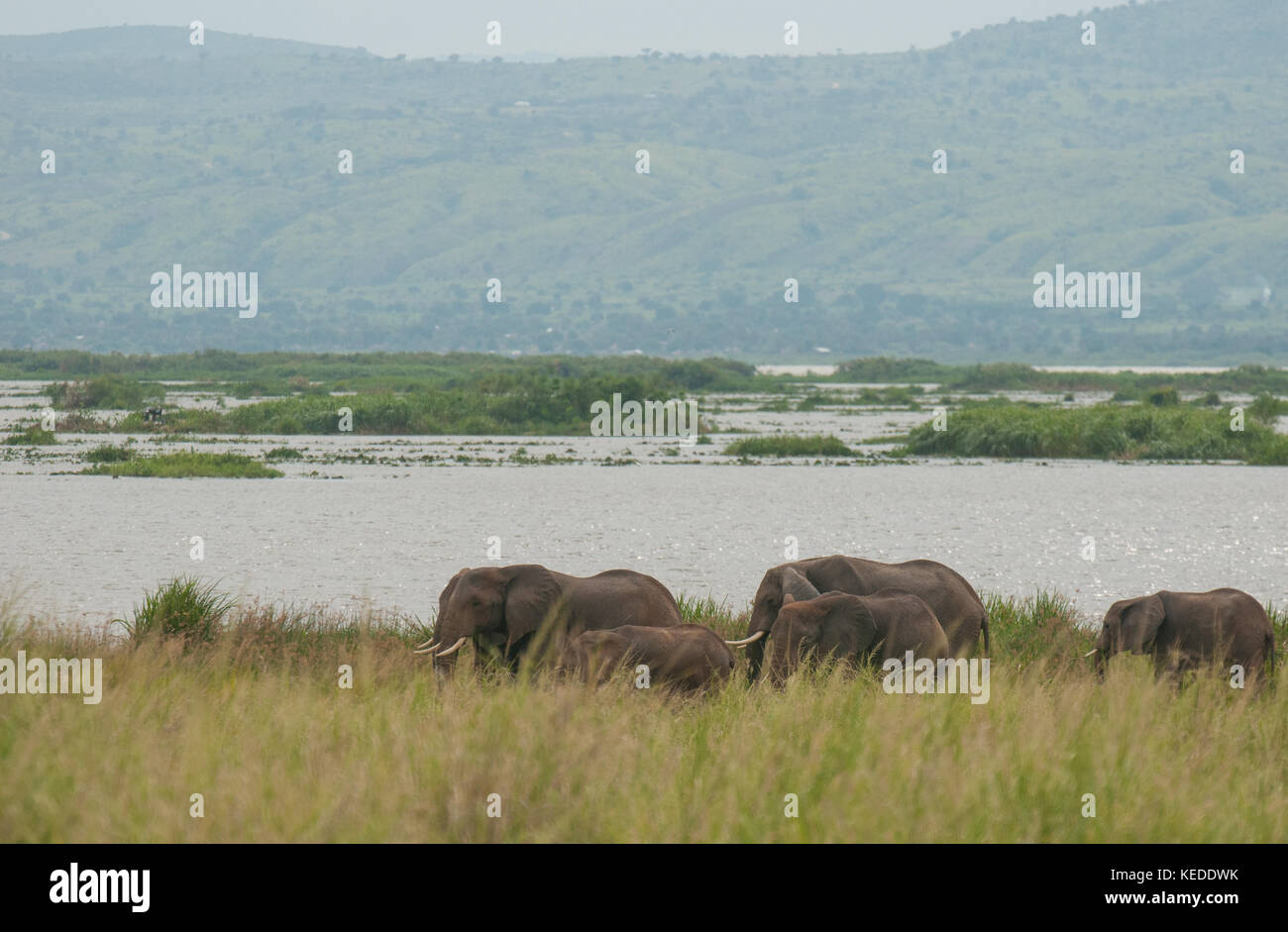 Afrikanische Elefanten neben den Lake Albert, über die internationale Grenze in der Demokratischen Republik Kongo. Stockfoto