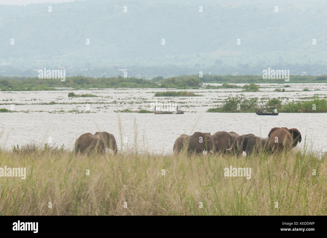 Afrikanische Elefanten neben den Lake Albert, in der Demokratischen Republik Kongo. Die Menschen vor Ort angeln im Hintergrund, im selben Bereich. Stockfoto
