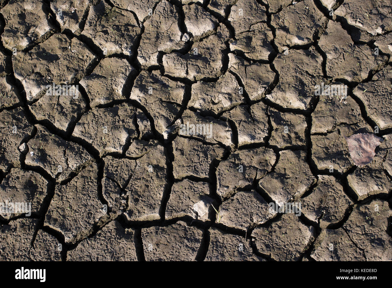 Schmutz von einem durchlässigen Feuchtgebiet getrocknet. Stockfoto