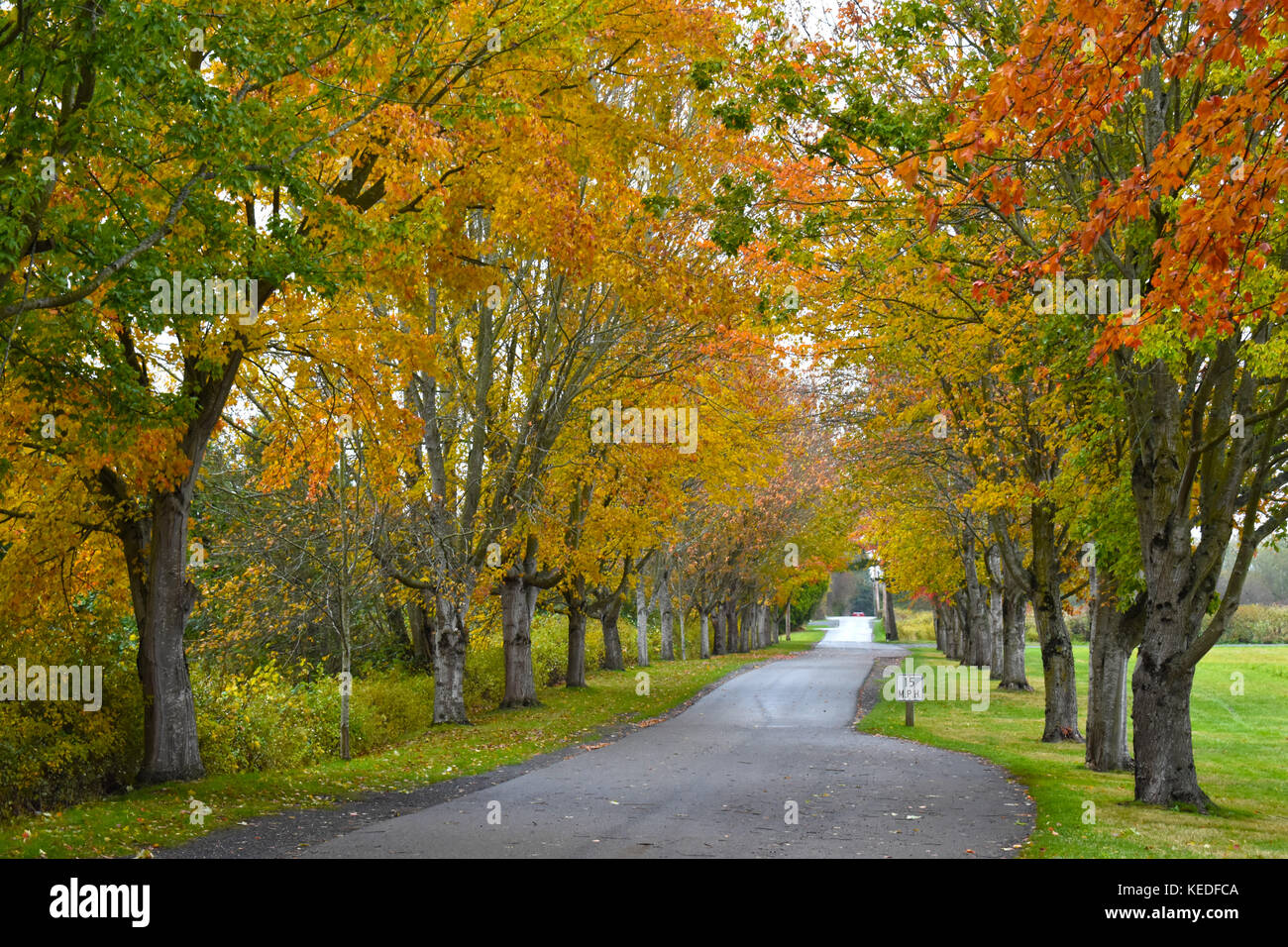Schönen und bunten Herbst Bäume säumen auf beiden Seiten der Straße bei hovander Park, Ferndale, Washington. - Ein öffentlicher Park Stockfoto