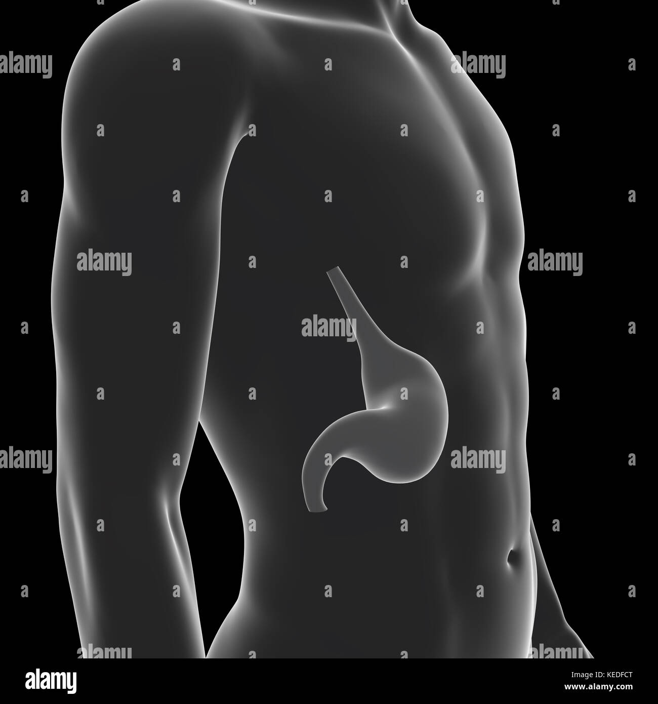 Menschlichen Magen, medizinische Illustration Stockfoto