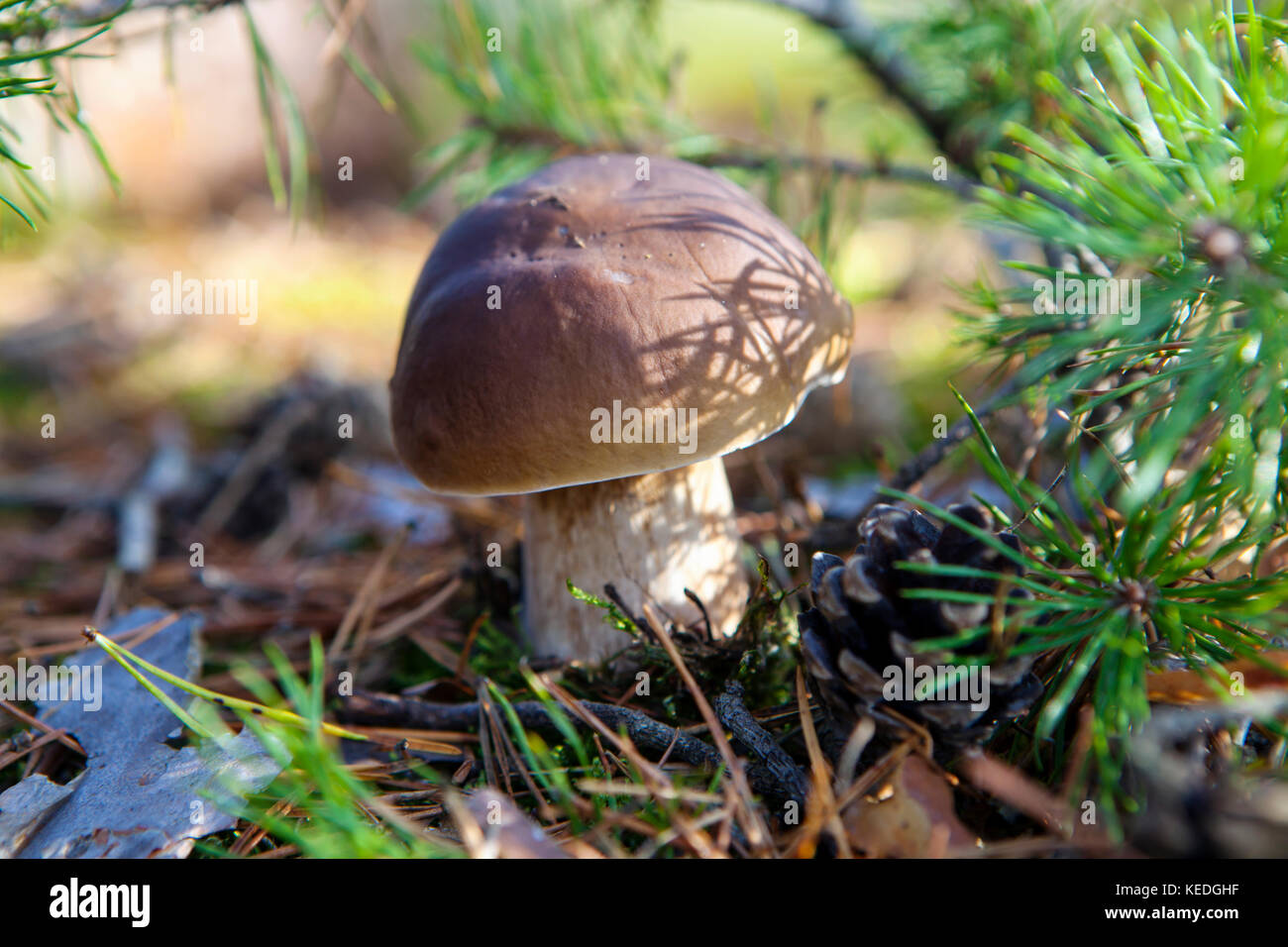 Wilde Steinpilze Pilze im Pinienwald Stockfoto