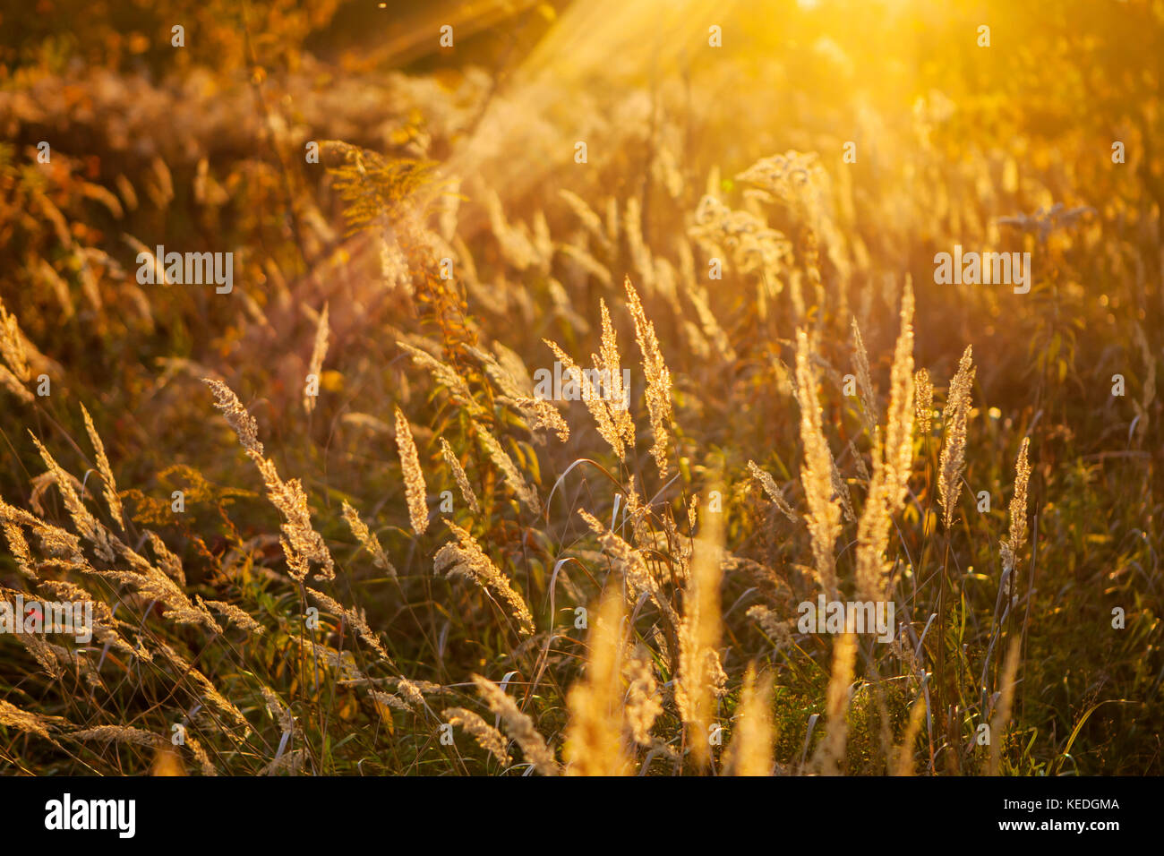 Gräser im Herbst bei Sonnenuntergang Stockfoto