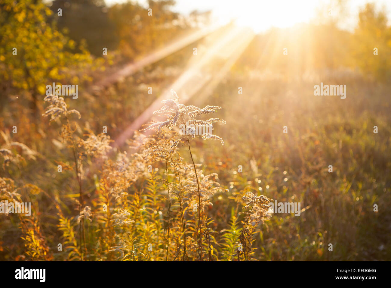 Trockene goldenrods in der Abendsonne im Herbst Stockfoto