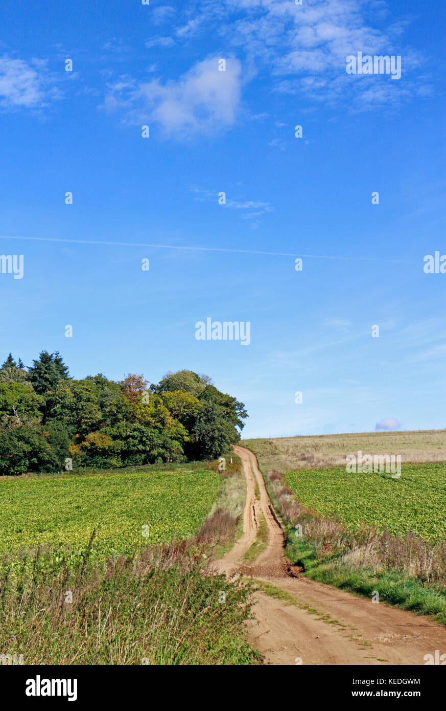 Eine Aussicht auf einen Pfad durch das bewirtschaftete Land an ringland, Norfolk, England, Vereinigtes Königreich. Stockfoto