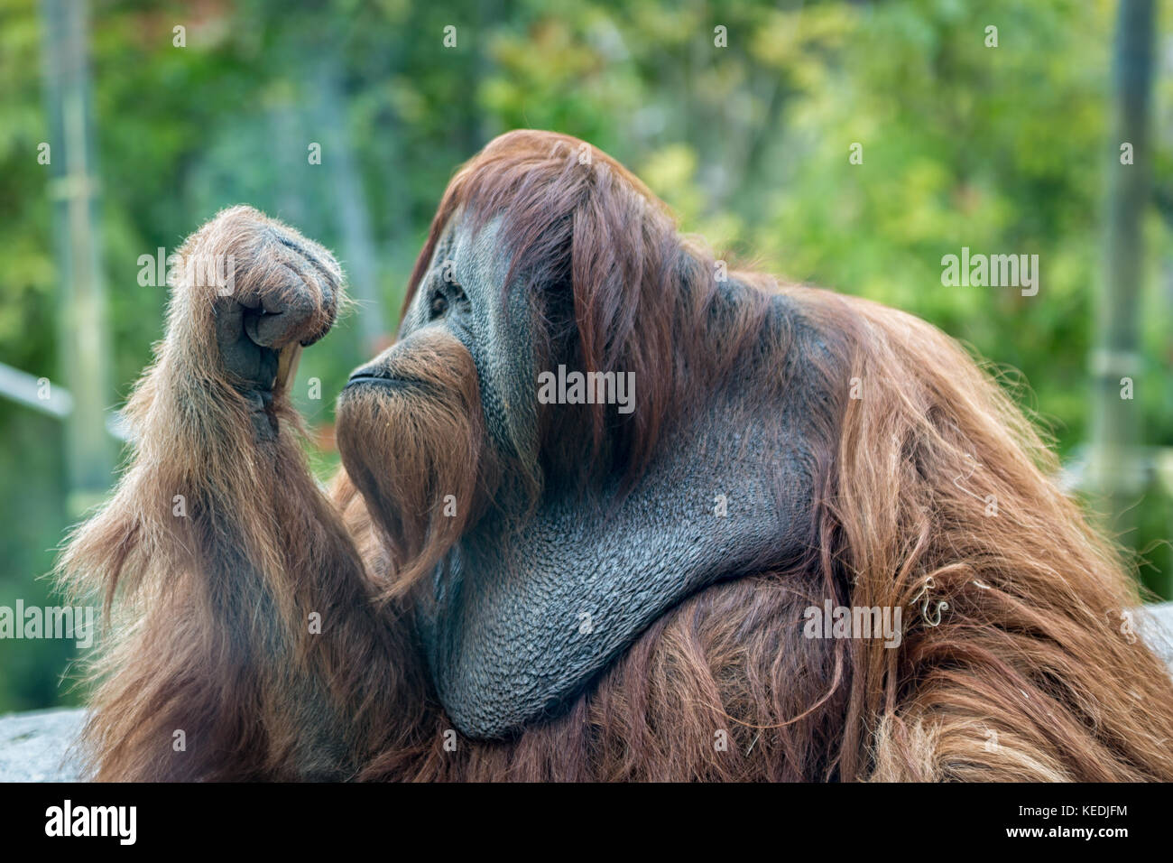 Orang-utan (APE) Porträt mit seinen Augen, wenn man in seine geschlossene Hand mit unscharfen Hintergrund Stockfoto