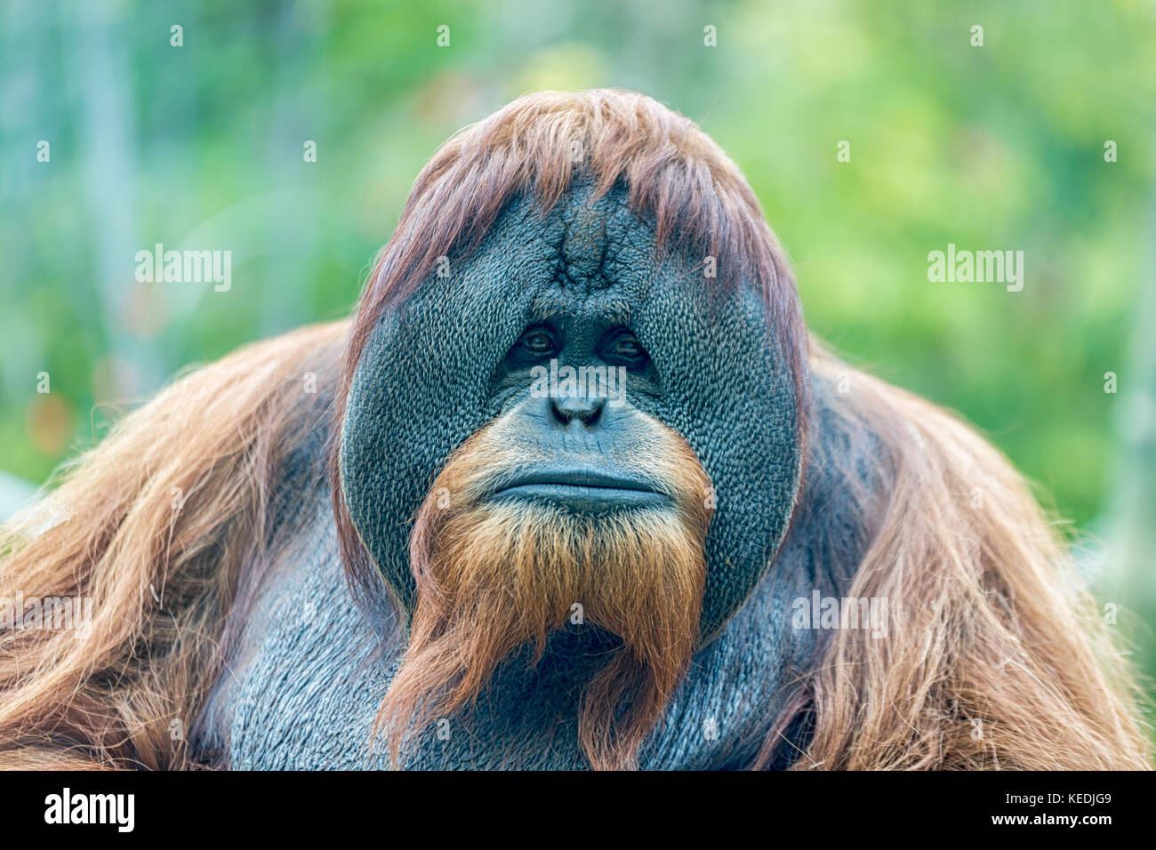 Orang-Utan (Affe) Gesicht Porträt isoliert mit verschwommenem Hintergrund Stockfoto