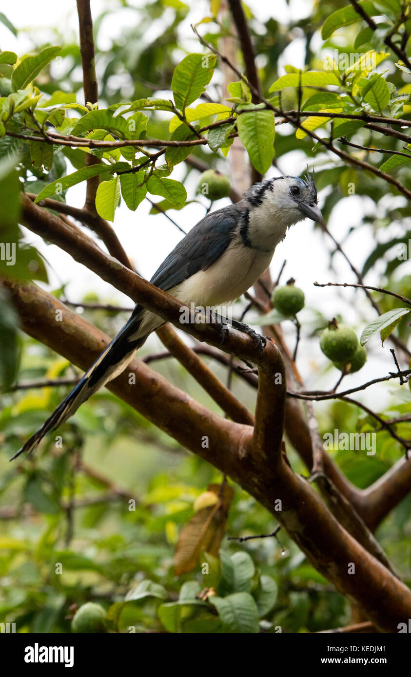 Blau und Weiß Magpie-Jay in einem Apfelbaum, Arenal, Costa Rica Volanco Stockfoto