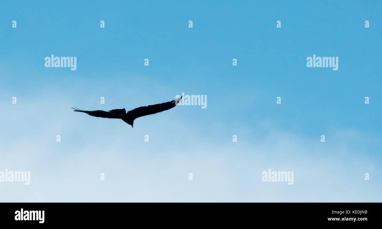 Jagd osprey gegen ablue Sky silhouetted, Costa Rica Stockfoto