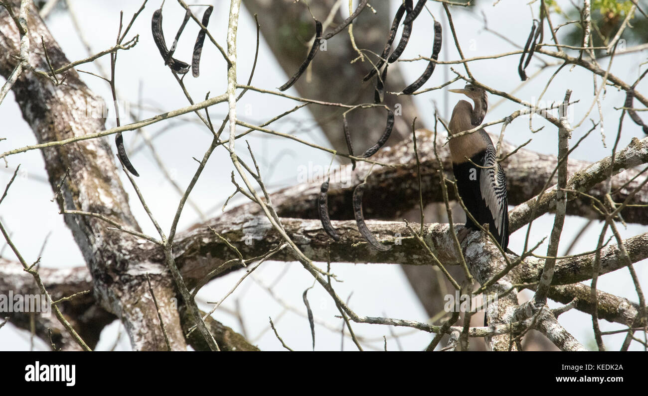 Darter Angeln Vögel sitzen auf dem Baum, Costa Rica Stockfoto