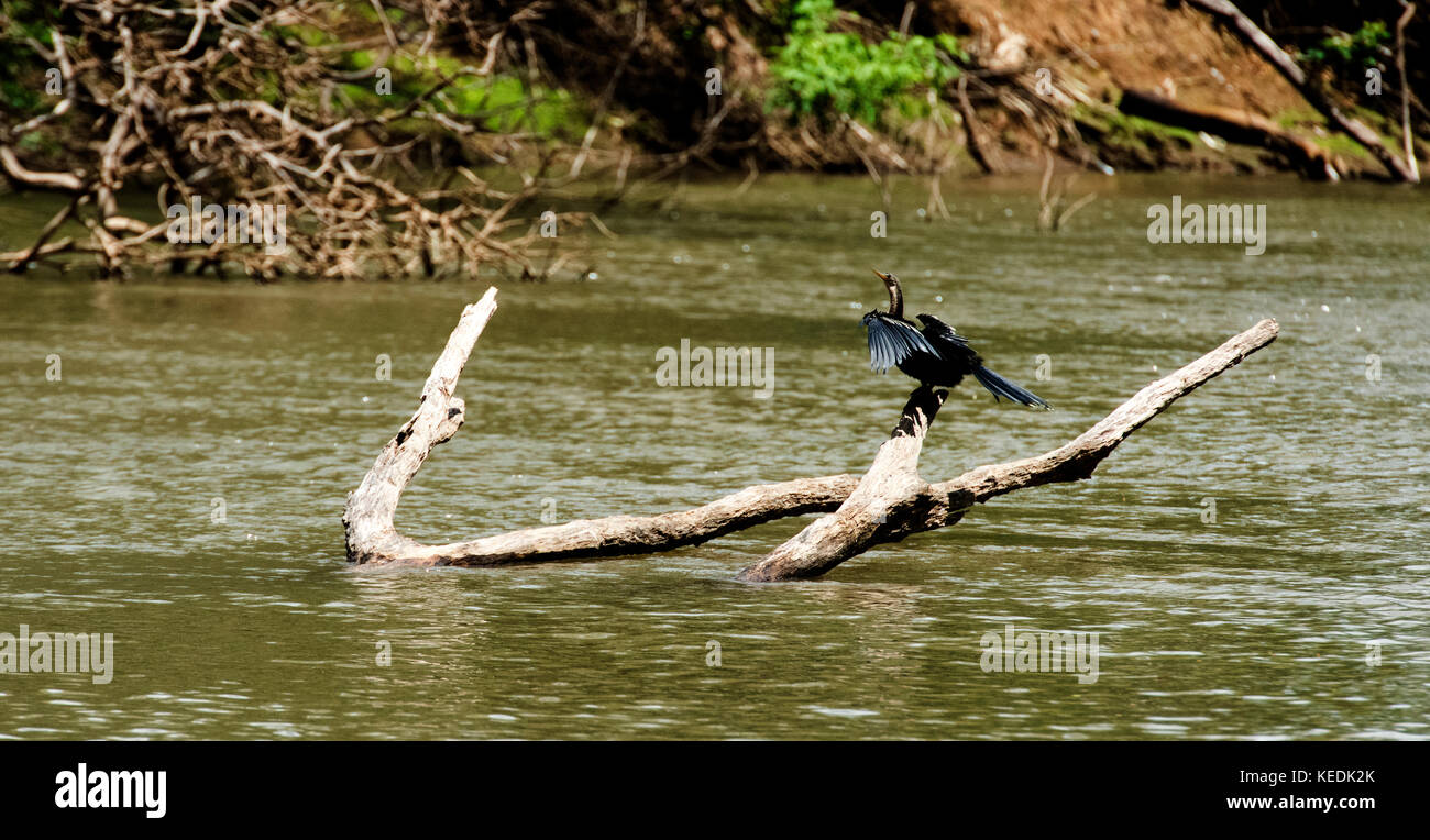 Schwarz darter Vogel auf der Suche nach Fisch aus einem Barsch auf dem Fluss in Costa Rica Stockfoto