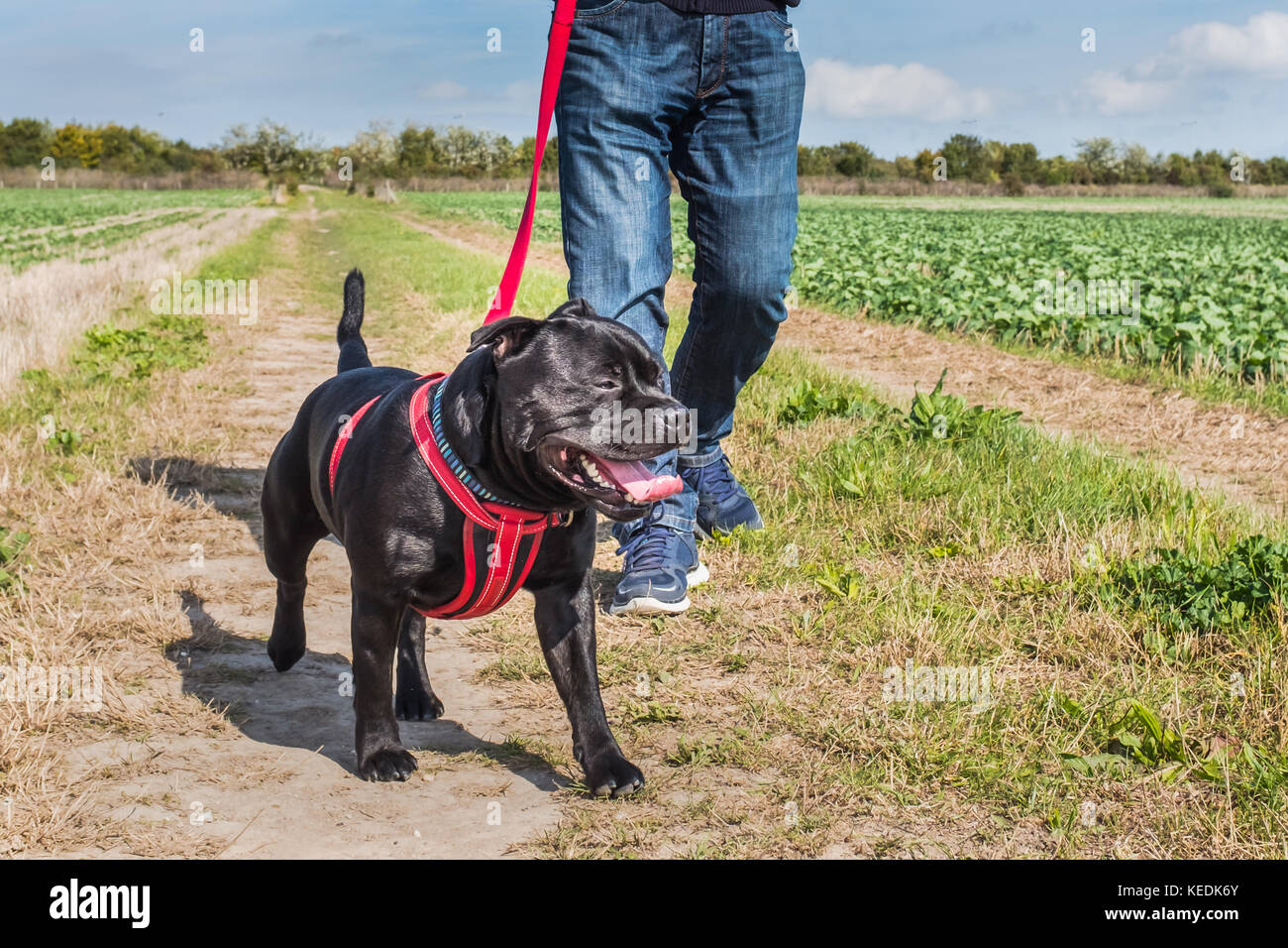 Mann mit Jeans und Turnschuhe walking Ein Staffordshire Bull Terrier Hund an der Leine, ein rotes Kabel mit einem roten Kabelbaum. Sie sind in einem Feld in der Landschaft sind Stockfoto