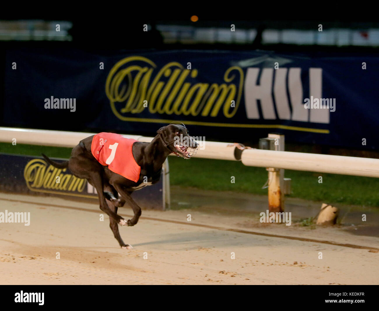 Sylvias Chloe gewinnt das Newcastle BAGS Rennen elf während des William Hill All England Cup Festivals im Newcastle Greyhound Stadium. DRÜCKEN SIE VERBANDSFOTO. Bilddatum: Donnerstag, 19. Oktober 2017. Das Foto sollte lauten: Richard Sellers/PA Wire Stockfoto