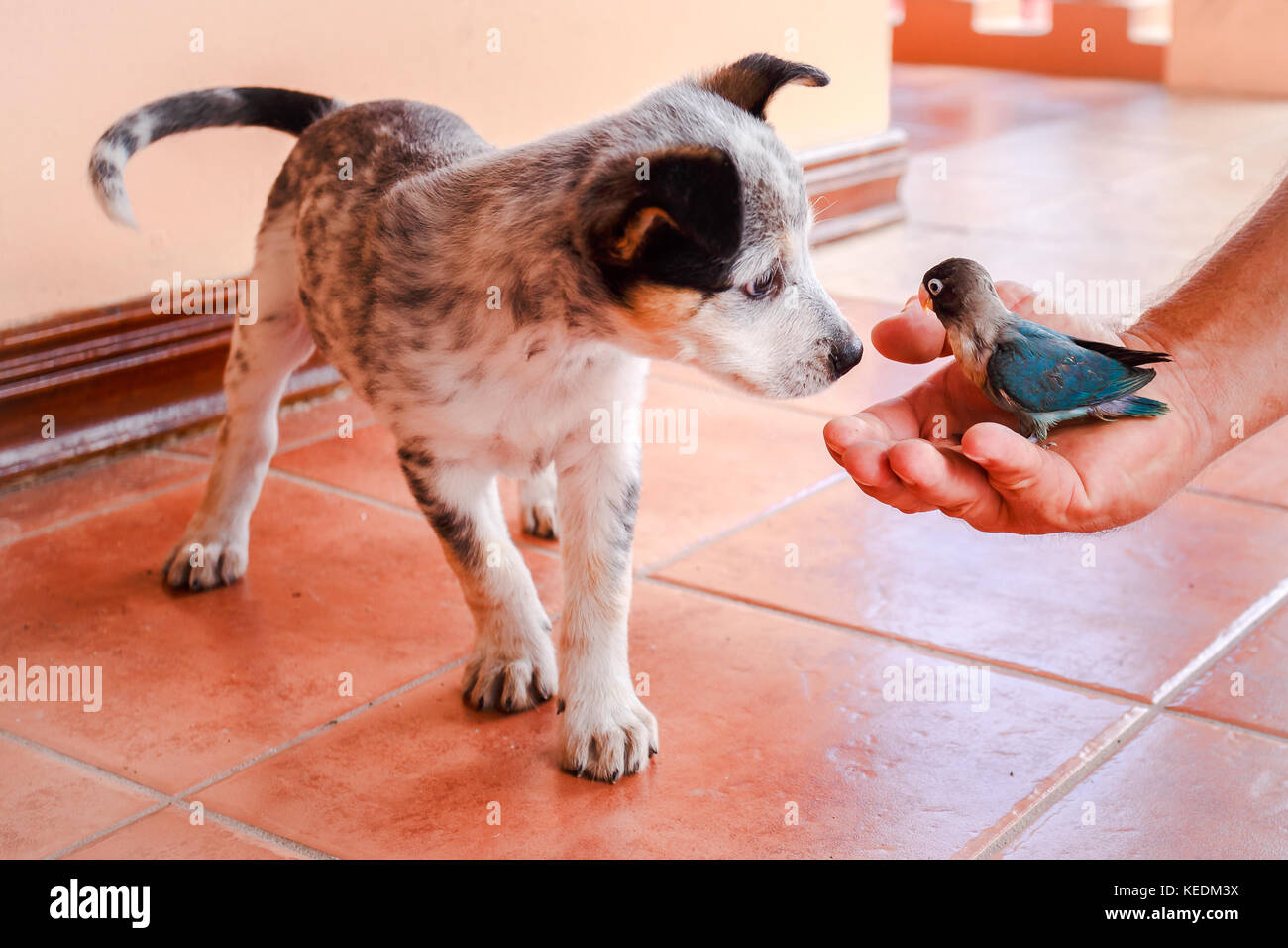 Australian Cattle Dog Welpen Spielen Mit Einem Papagei Stockfotografie